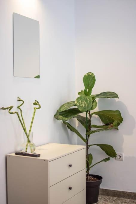 Botanical *